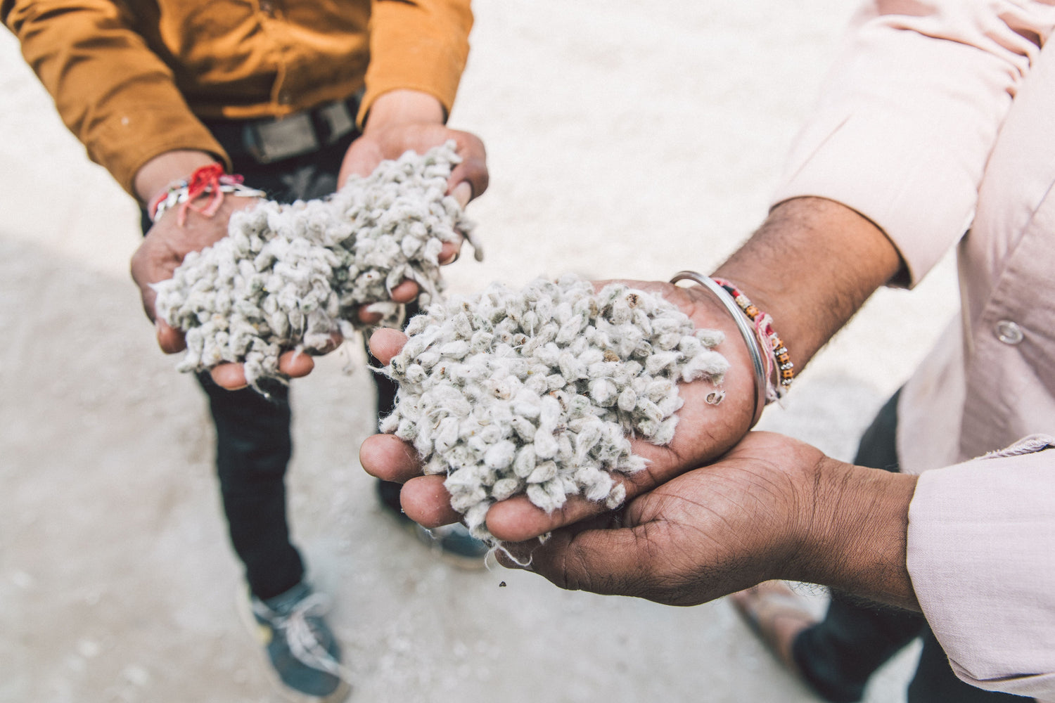 two people holding handfuls of organic cotton