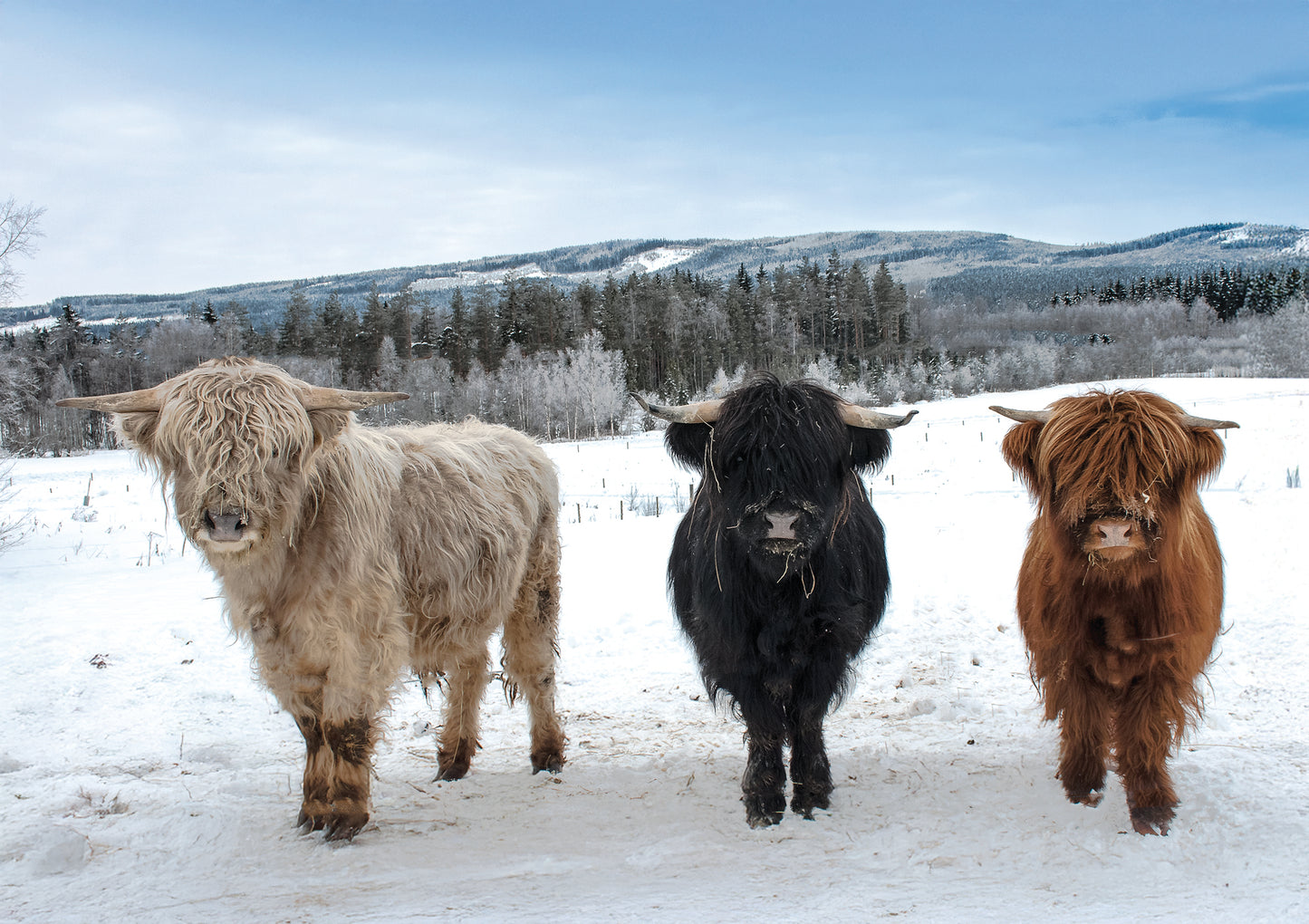 Three highland cows in the snow