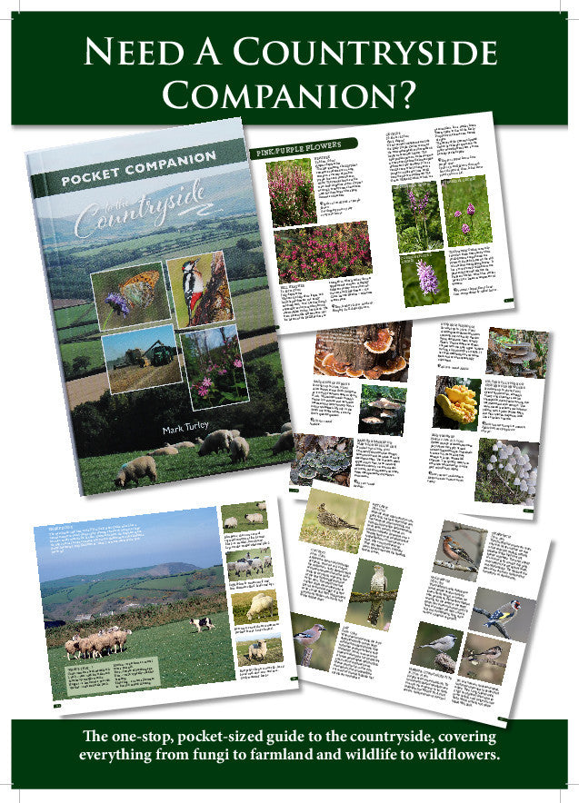 A collage of different sections and spreads of the book.