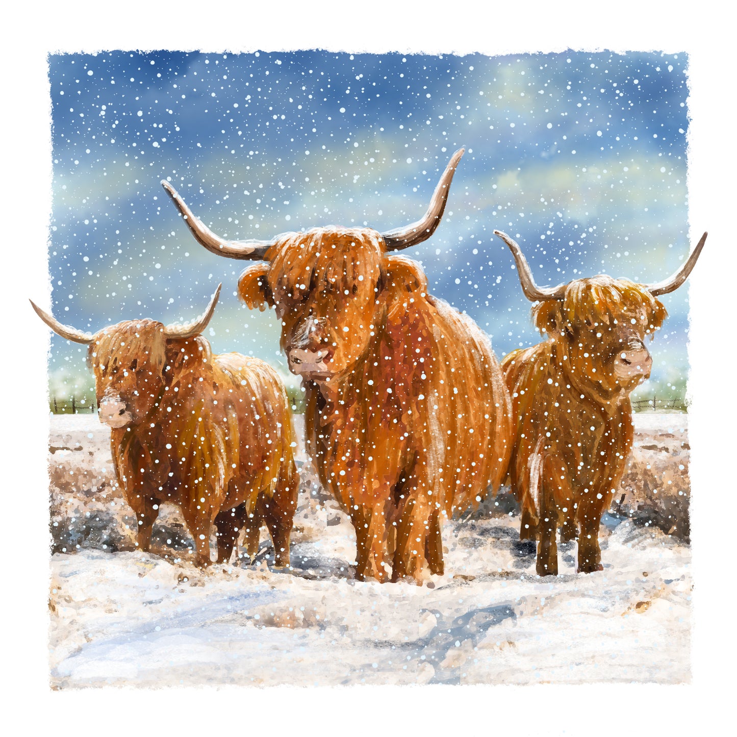 Three highland cows against a snowy backdrop