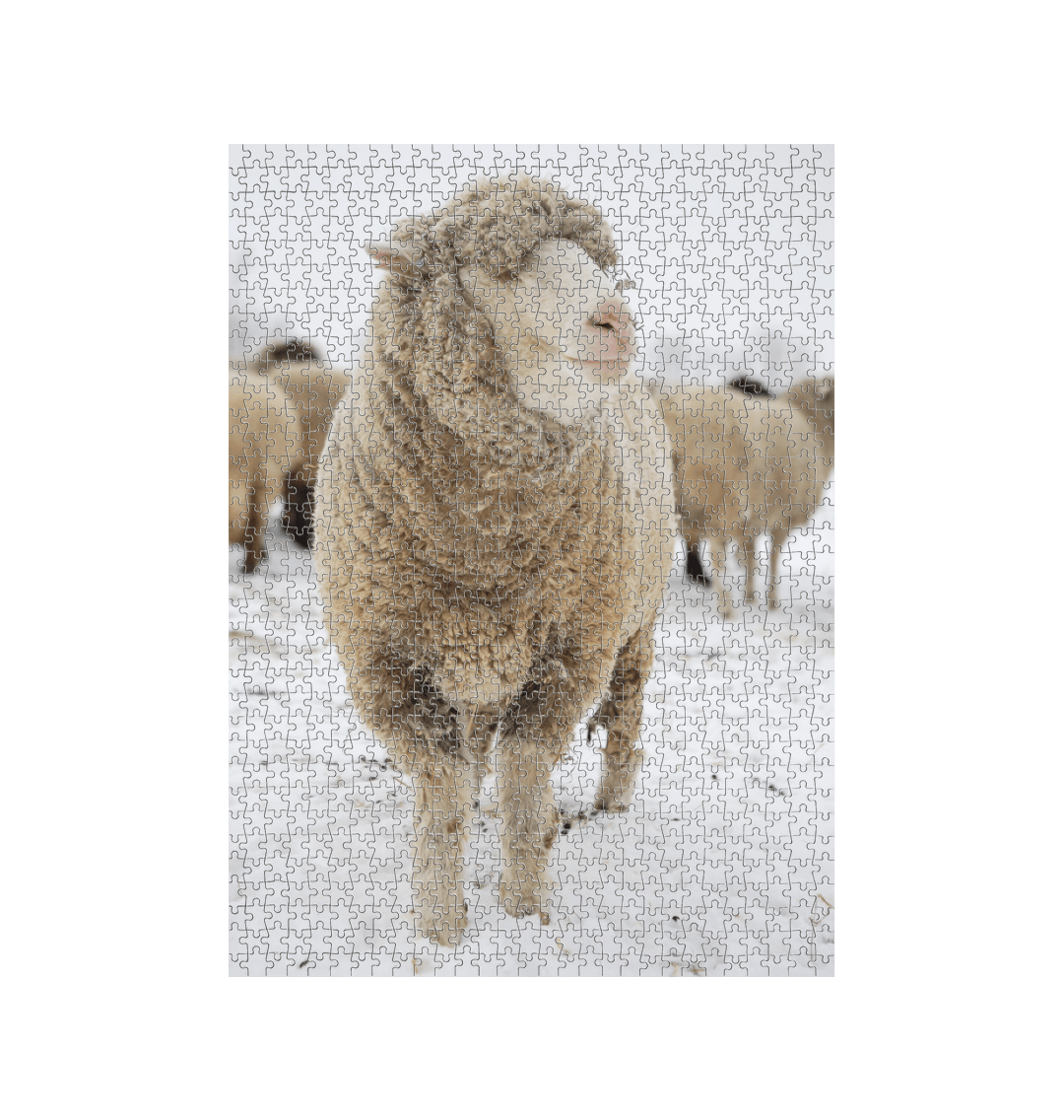 White Sheep Jigsaw (Portrait)