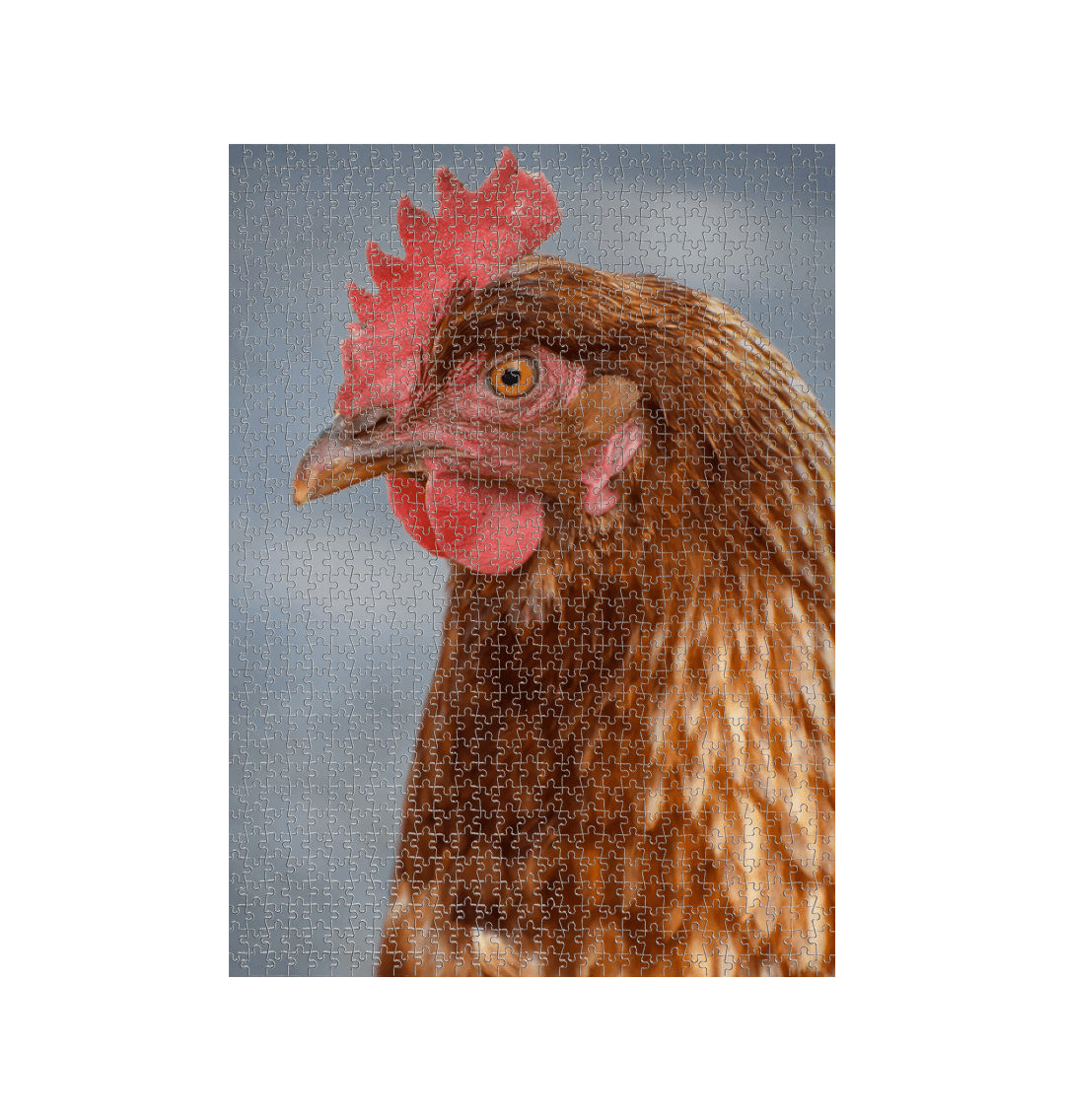 White Hen Jigsaw (Portrait)