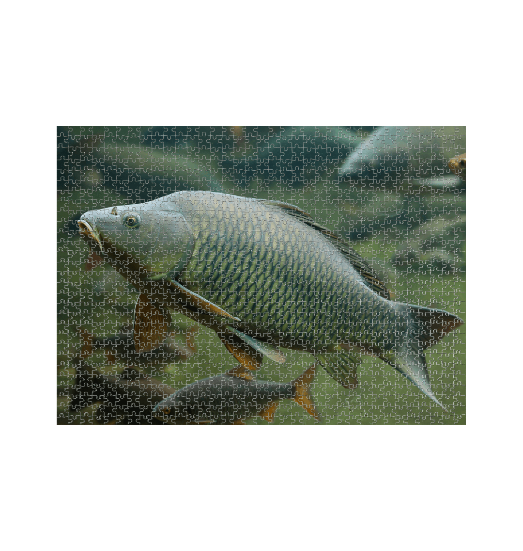 White Fish Jigsaw (Landscape)