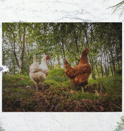 Hen Jigsaw (Landscape)