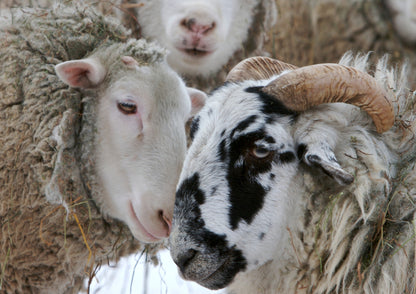 Close up of two sheep