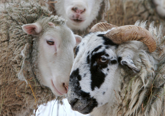 Close up of two sheep