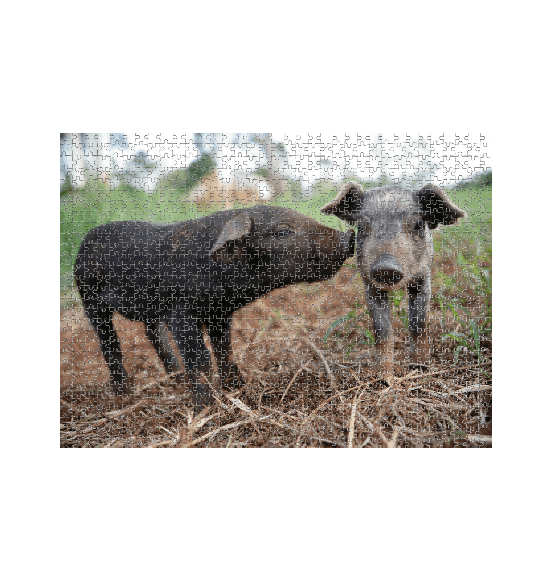 White Pig Jigsaw (Landscape)