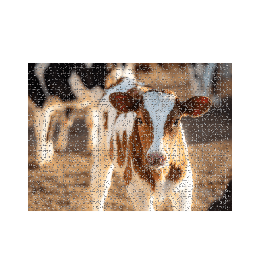 White Cow Jigsaw (Landscape)