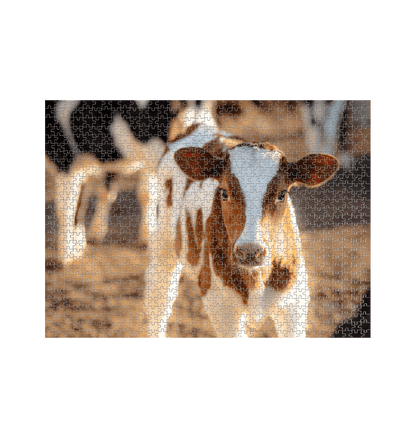 White Cow Jigsaw (Landscape)