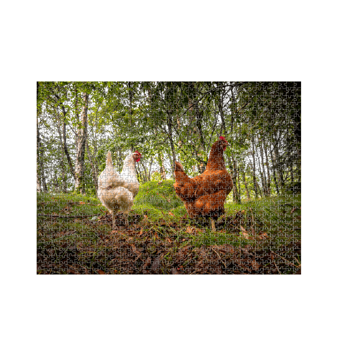 White Hen Jigsaw (Landscape)