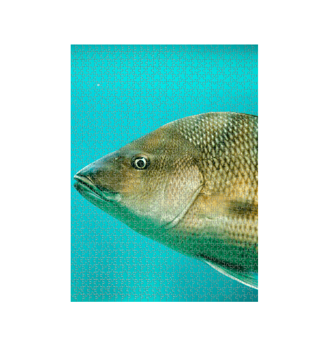 White Fish Jigsaw